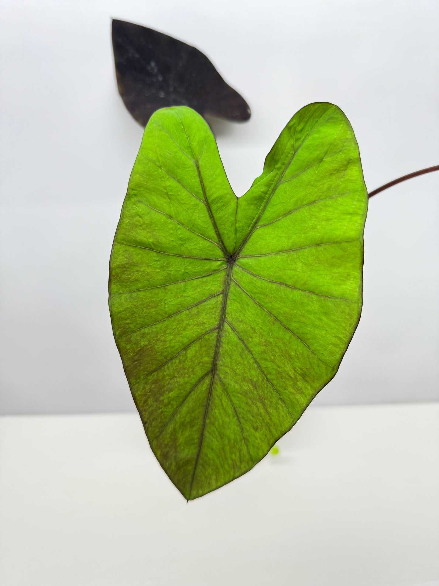 Colocasia Streak-Back - Large Y35