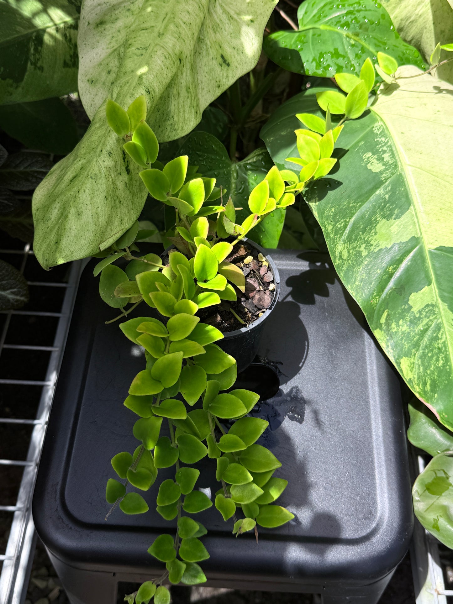 Aeschynanthus 'Lipstick Tricolor' - Best Plant in Stock.