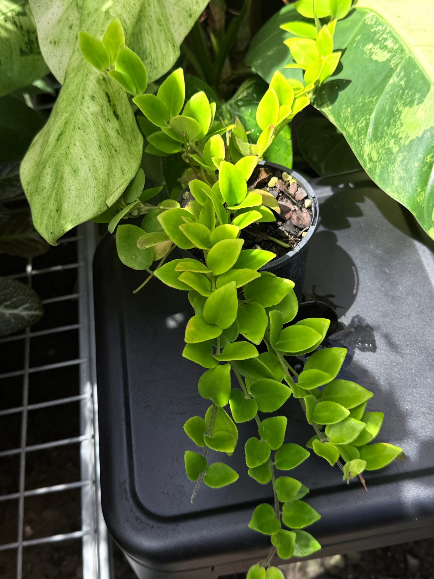 Aeschynanthus 'Lipstick Tricolor' - Best Plant in Stock.