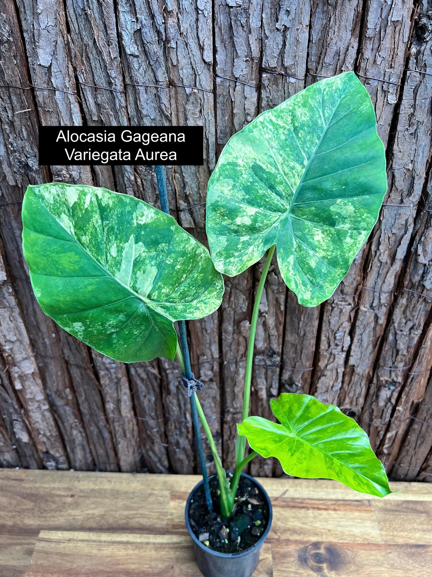 Alocasia Gageana Variegata Aurea - Highly Variegated C94