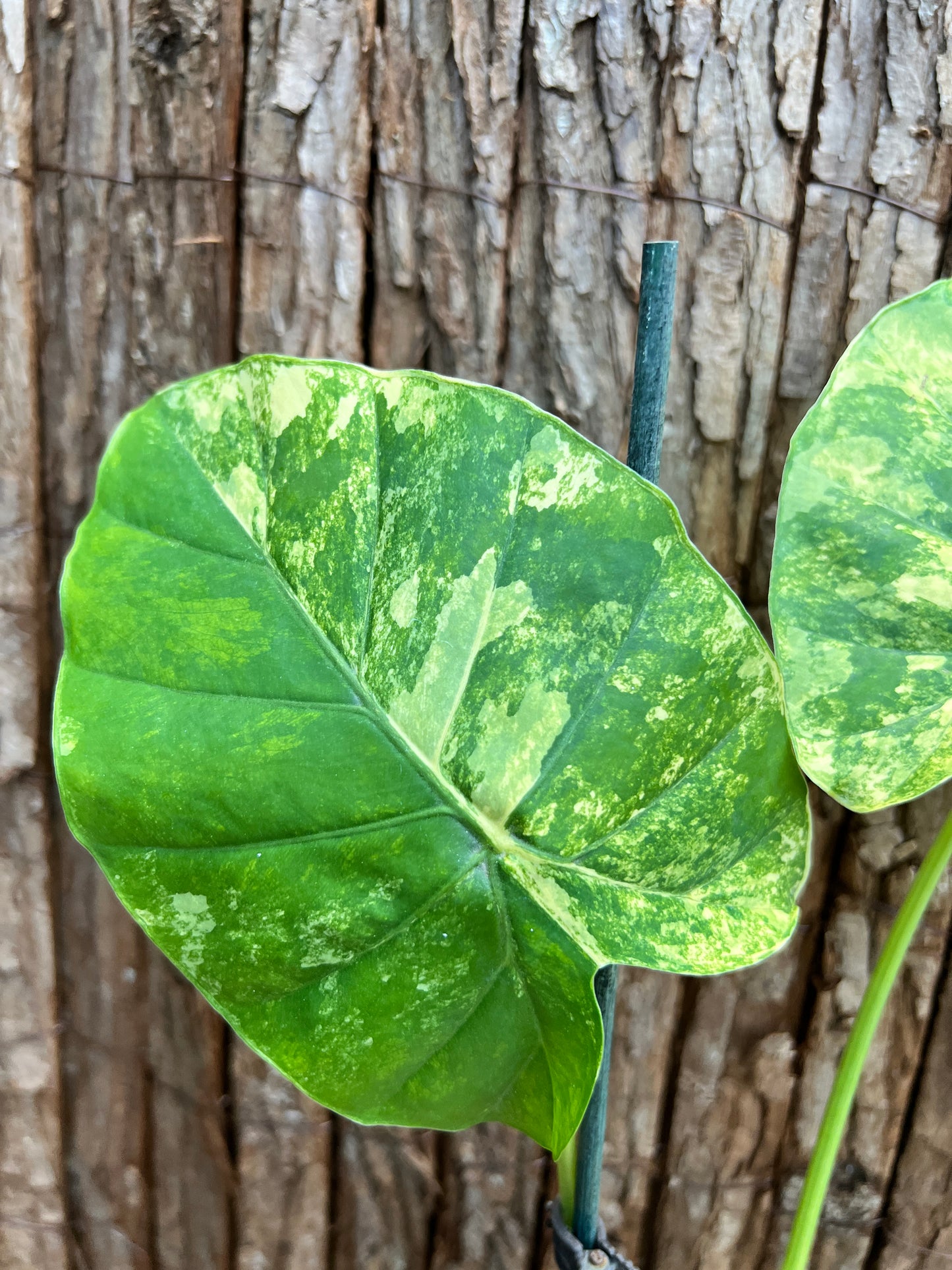 Alocasia Gageana Variegata Aurea - Highly Variegated C94