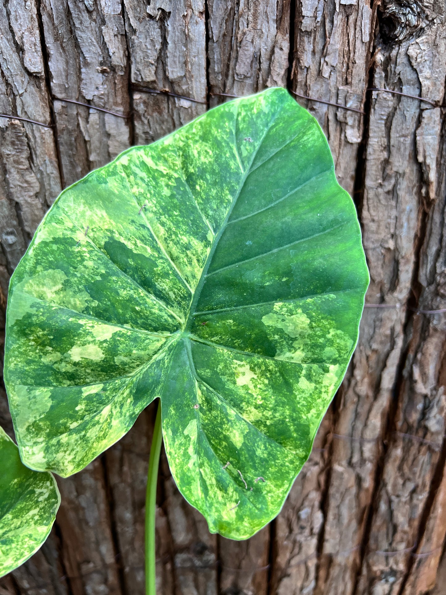 Alocasia Gageana Variegata Aurea - Highly Variegated C94