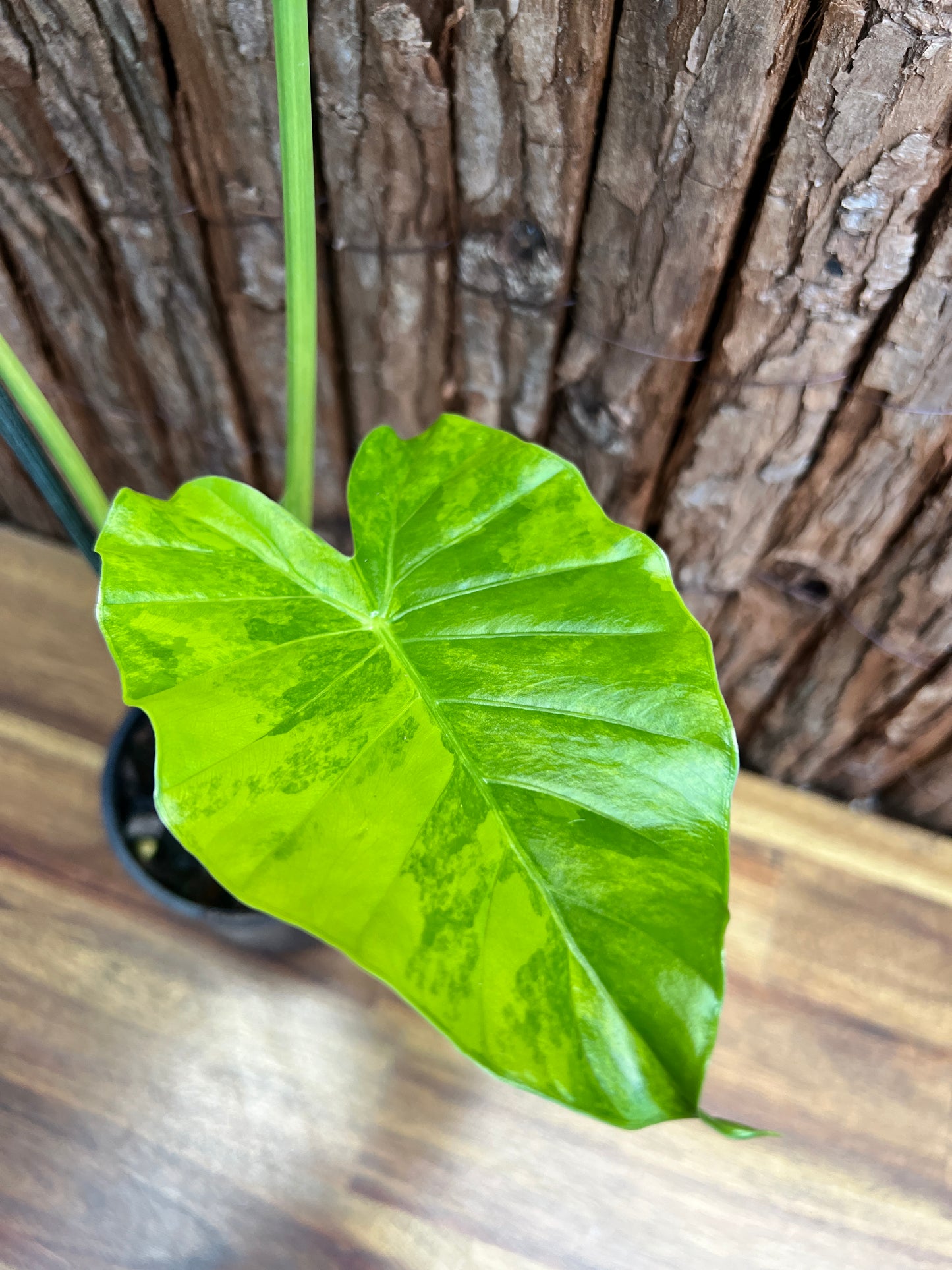 Alocasia Gageana Variegata Aurea - Highly Variegated C94