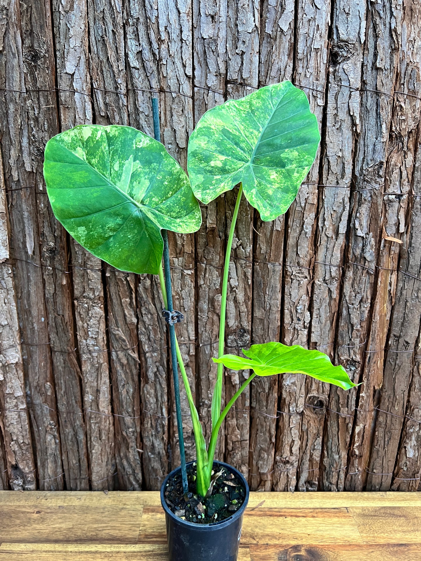 Alocasia Gageana Variegata Aurea - Highly Variegated C94