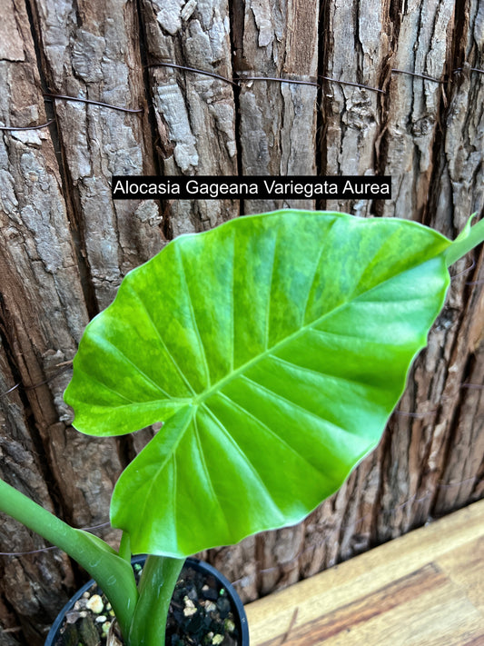 Alocasia Gageana Variegata Aurea C95