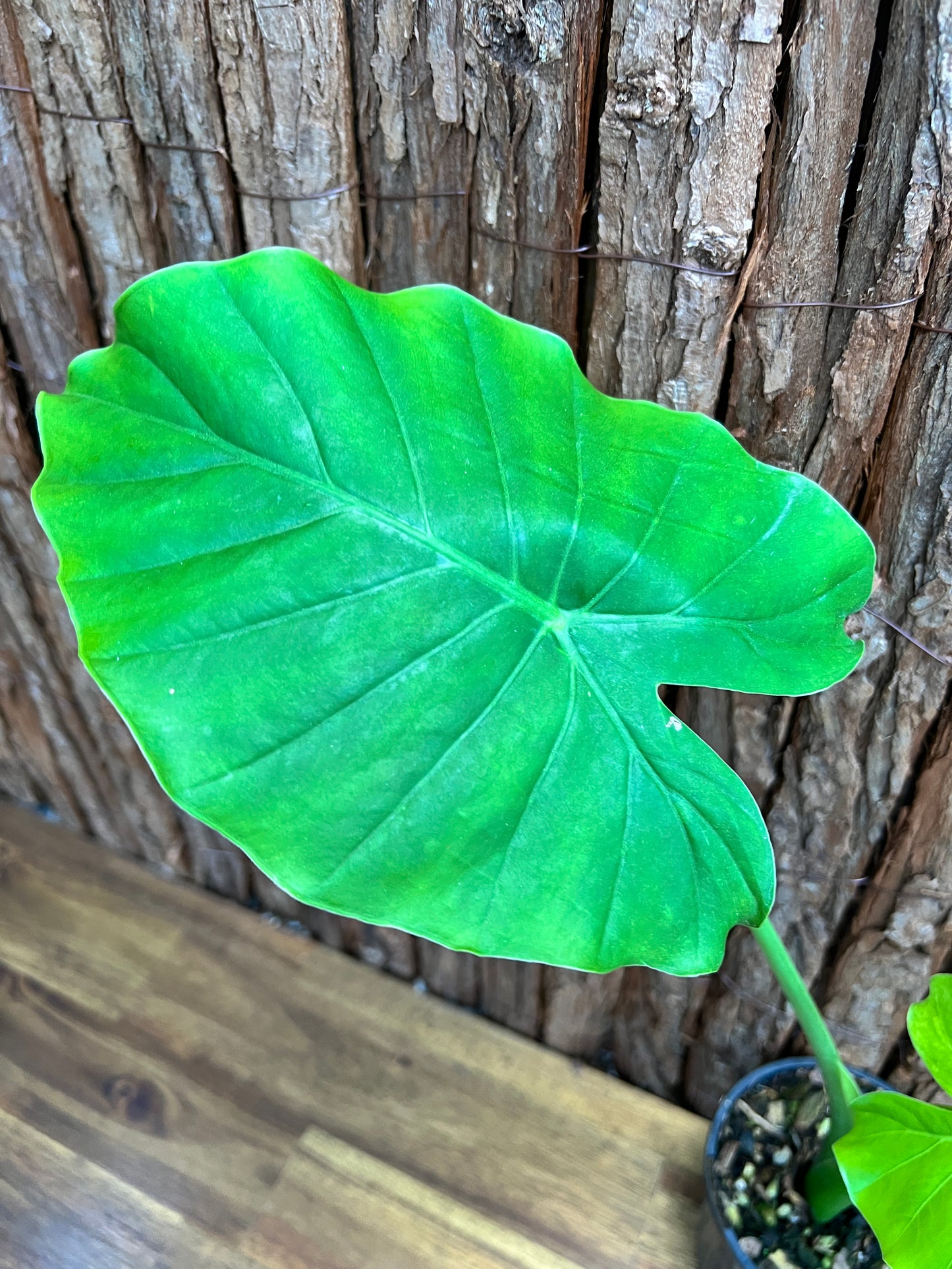 Alocasia Gageana Variegata Aurea C95