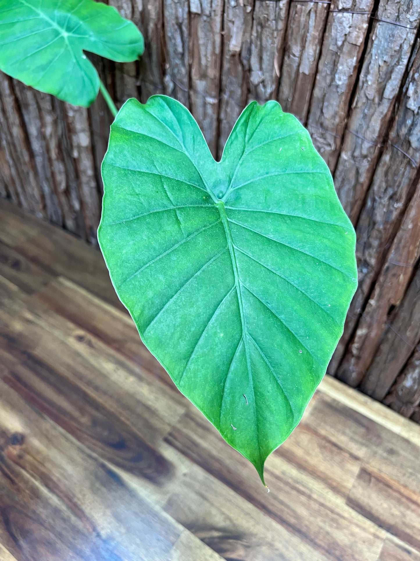 Alocasia Gageana Variegata Aurea C95