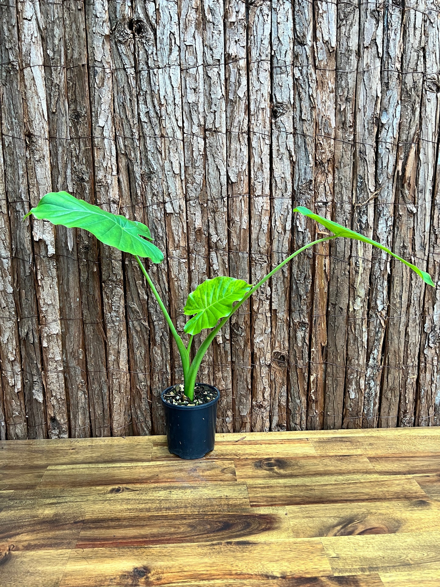 Alocasia Gageana Variegata Aurea C95