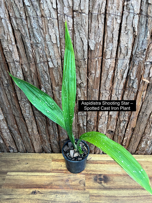 Aspidistra Shooting Star - Spotted Cast Iron Plant C96