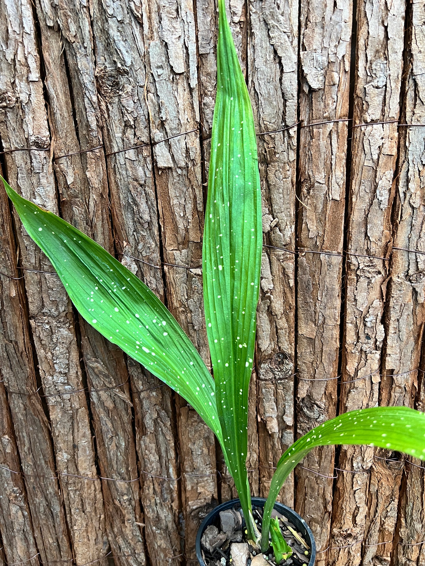 Aspidistra Shooting Star - Spotted Cast Iron Plant C96