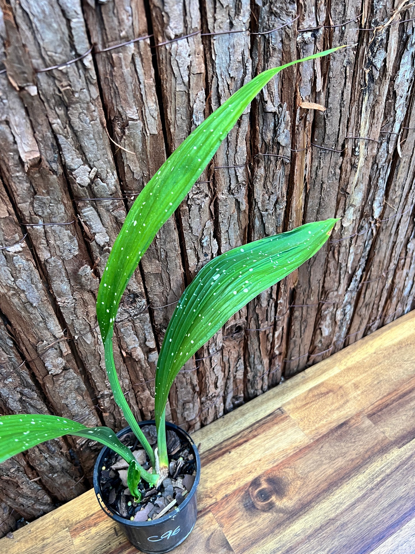 Aspidistra Shooting Star - Spotted Cast Iron Plant C96