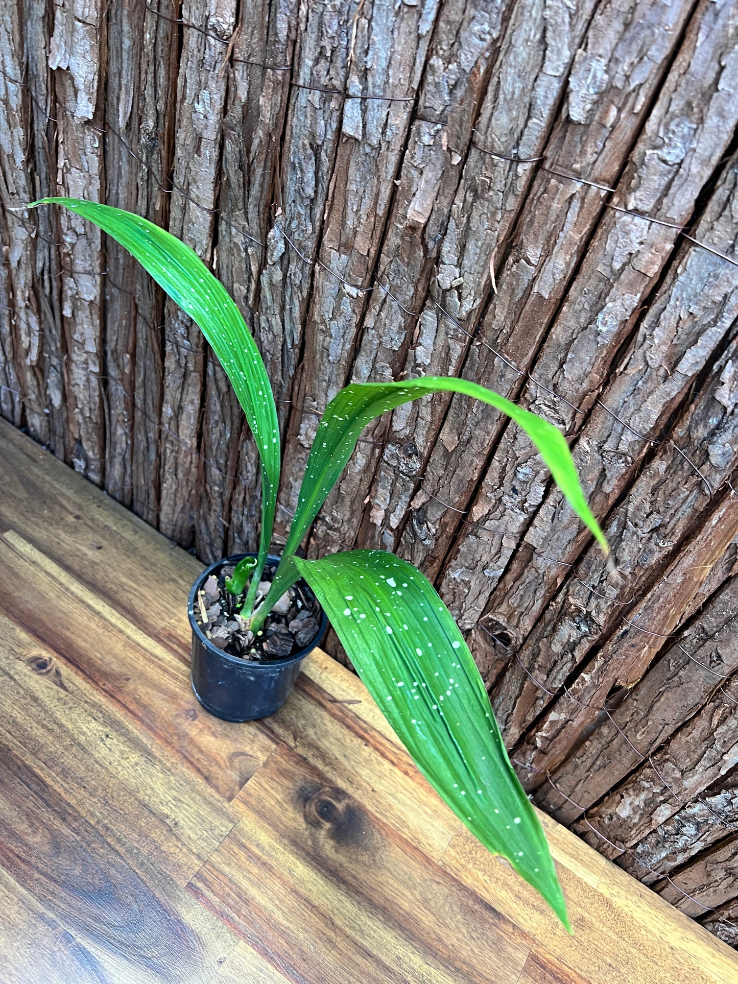 Aspidistra Shooting Star - Spotted Cast Iron Plant C96