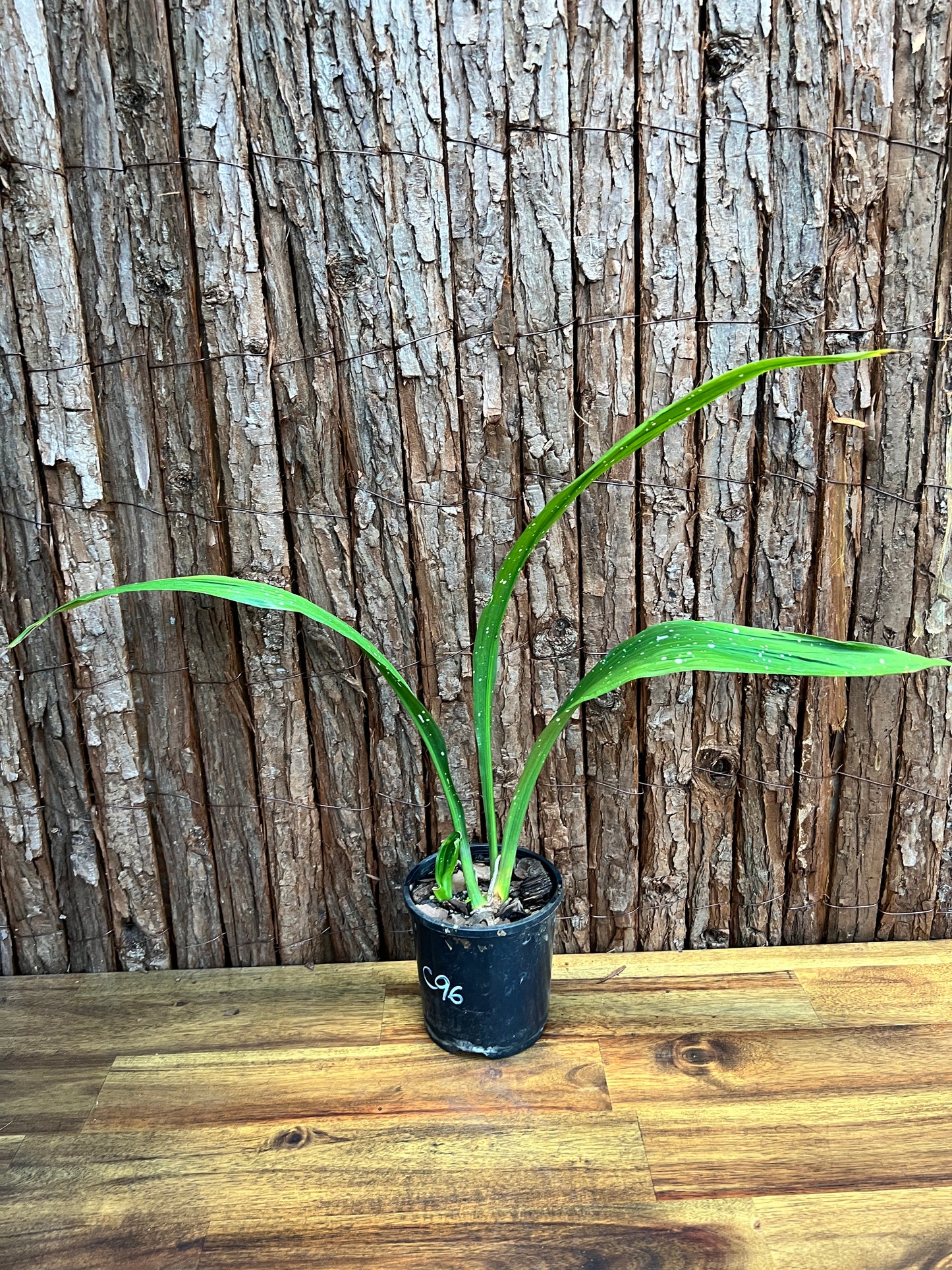 Aspidistra Shooting Star - Spotted Cast Iron Plant C96