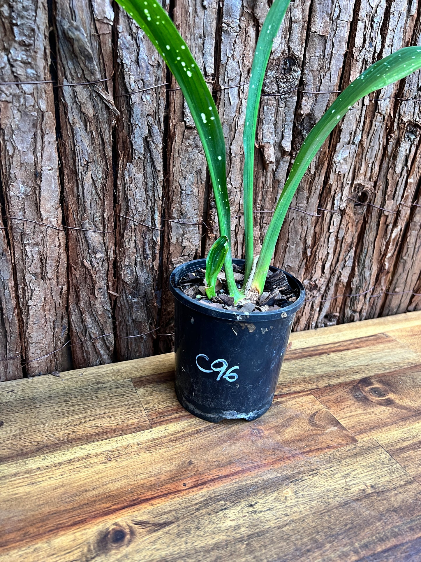 Aspidistra Shooting Star - Spotted Cast Iron Plant C96