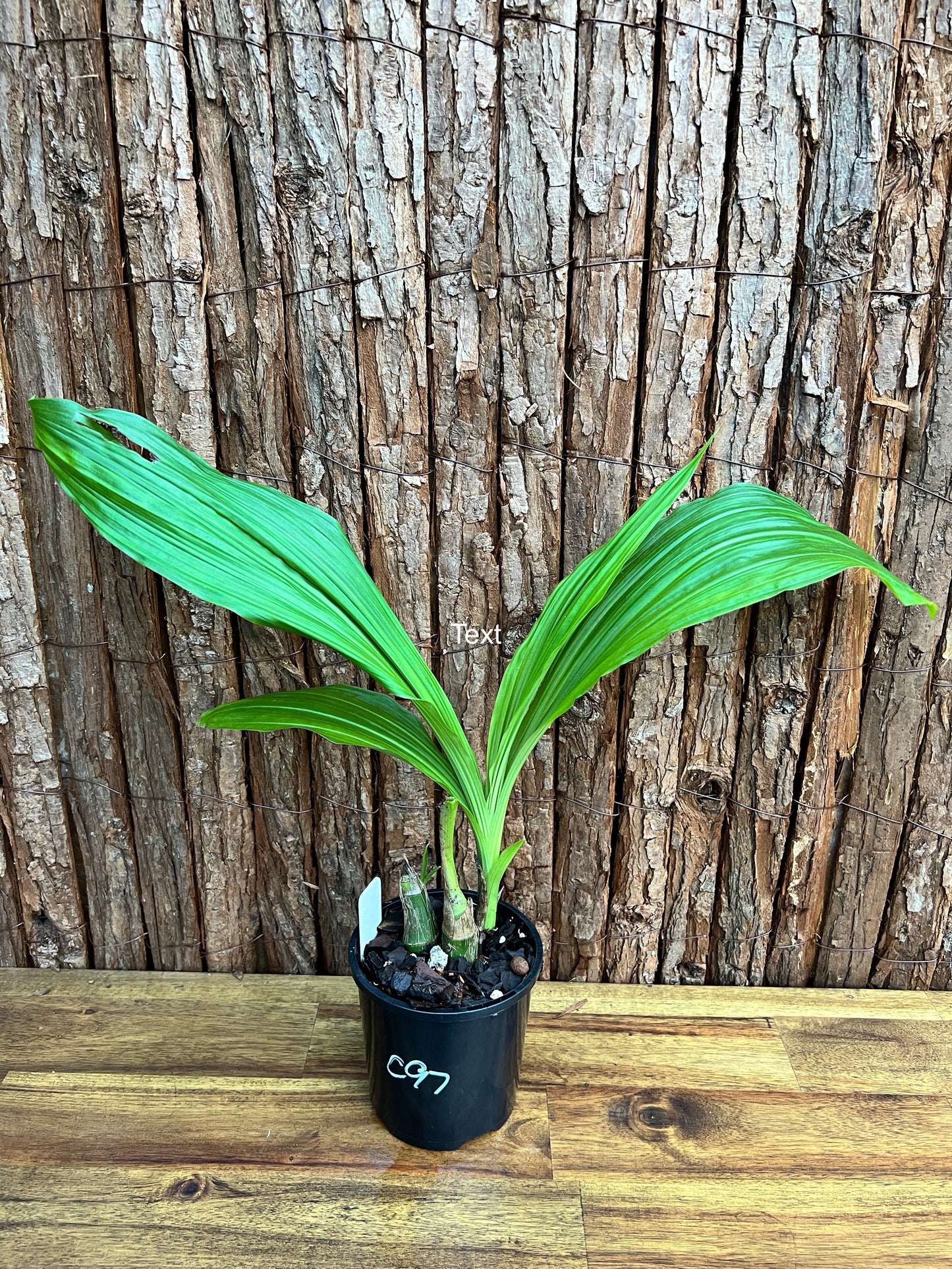 Phaiocalanthe Krytonite Parkside Swamp Orchid C97