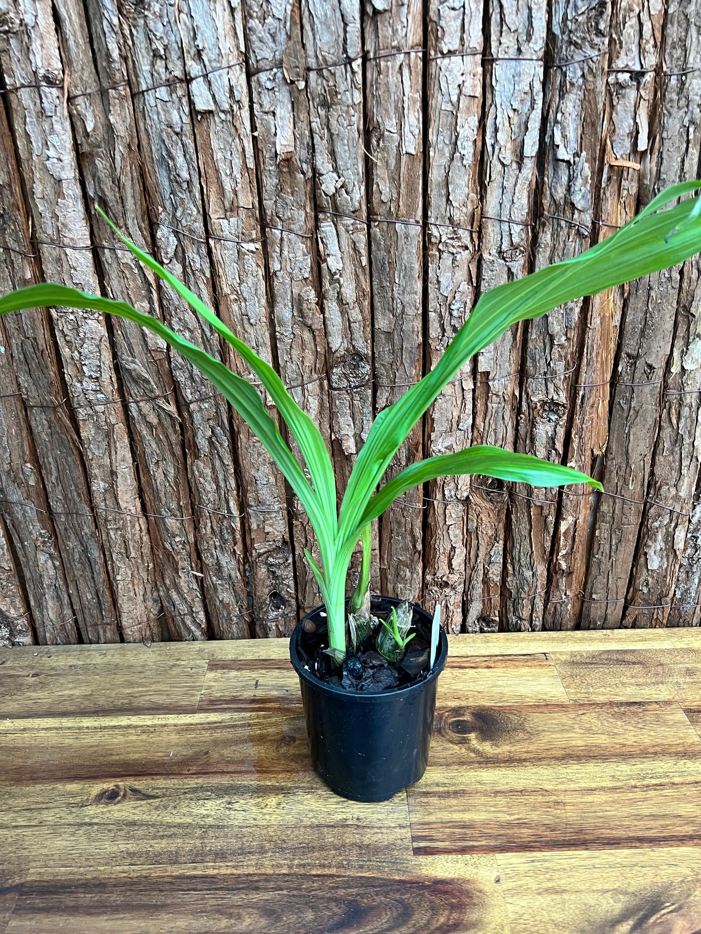 Phaiocalanthe Krytonite Parkside Swamp Orchid C97