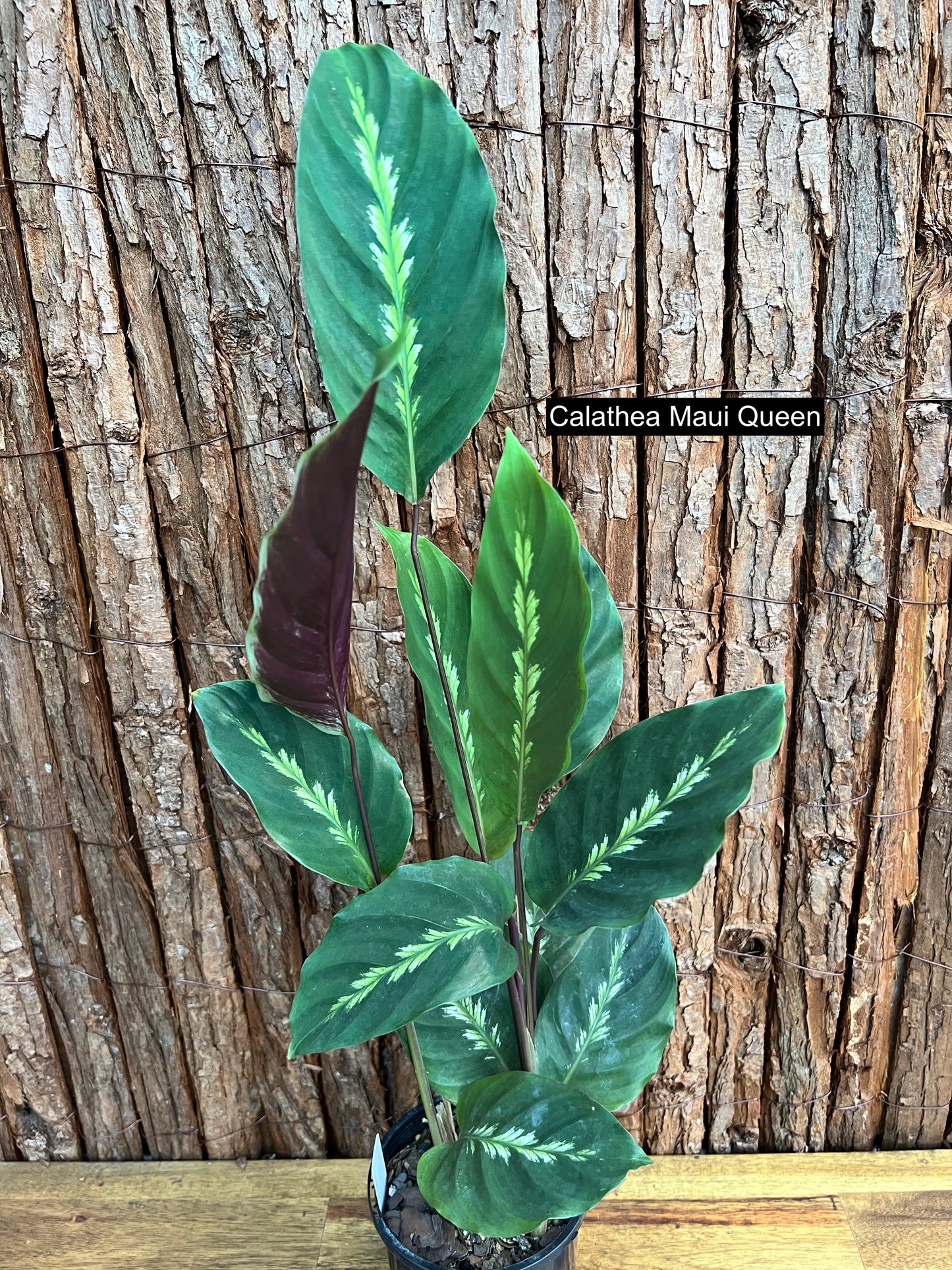 Calathea Maui Queen O19