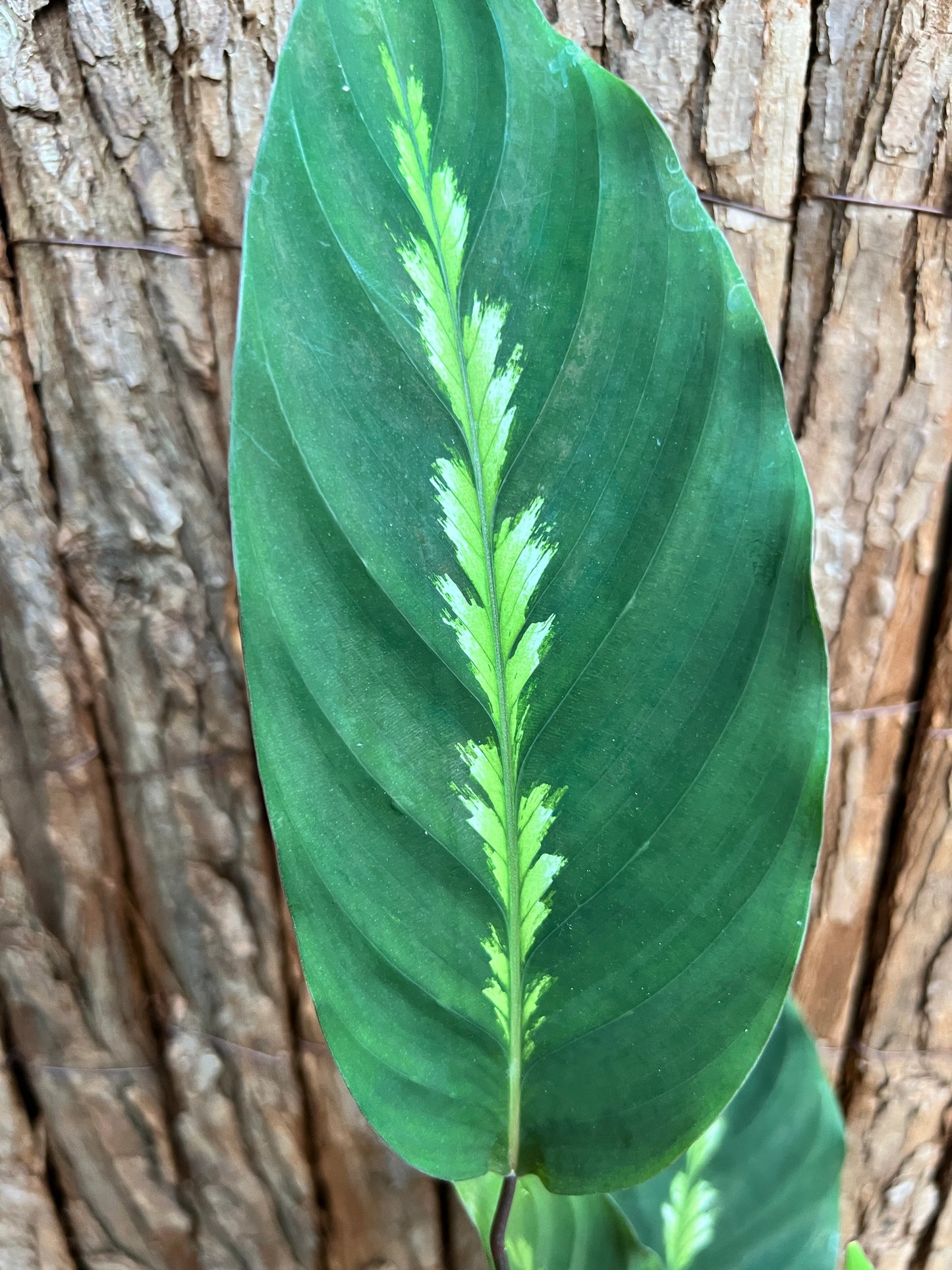 Calathea Maui Queen C99