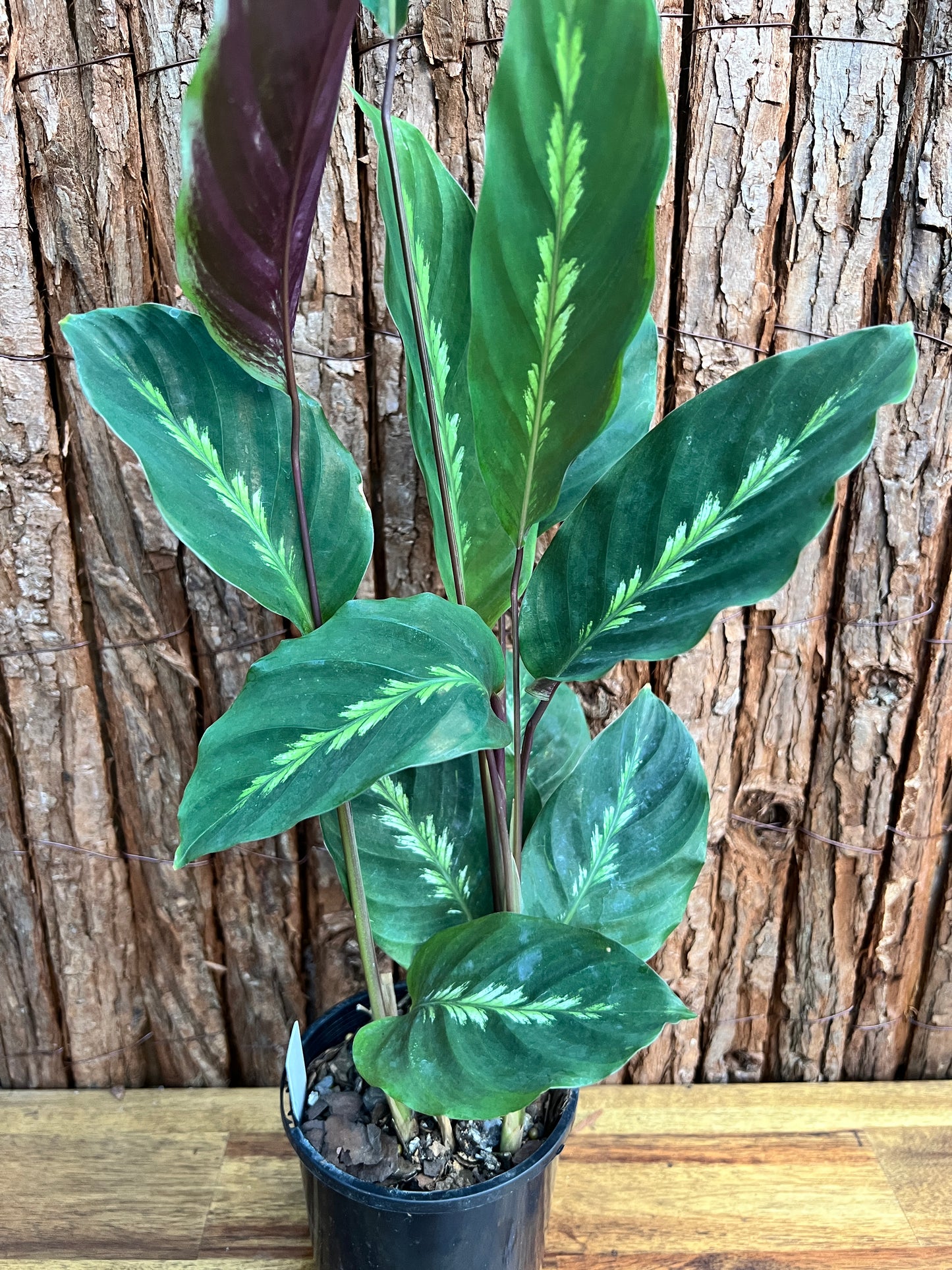 Calathea Maui Queen C99