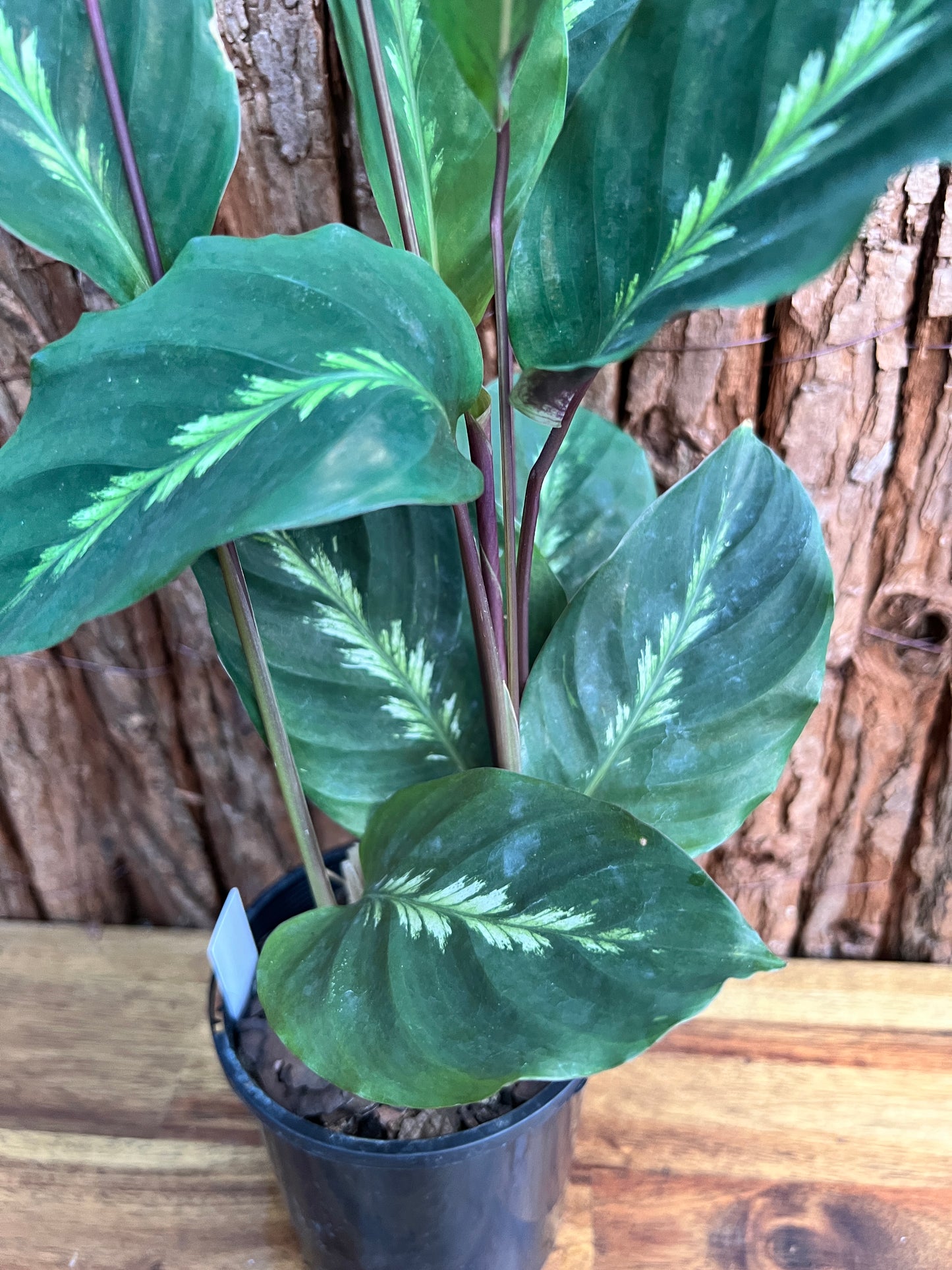 Calathea Maui Queen C99