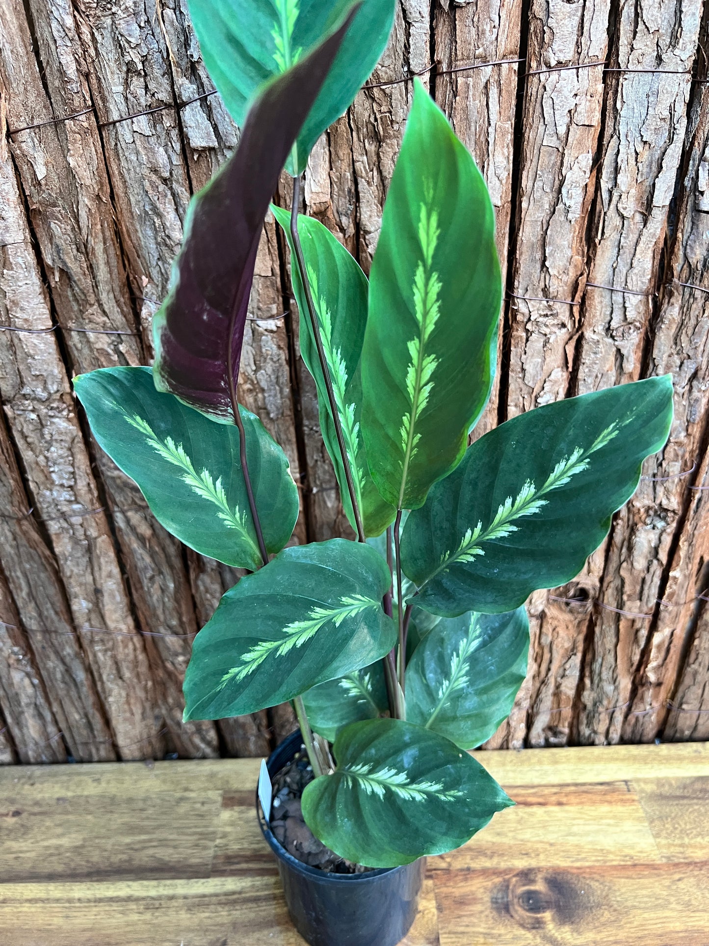 Calathea Maui Queen C99