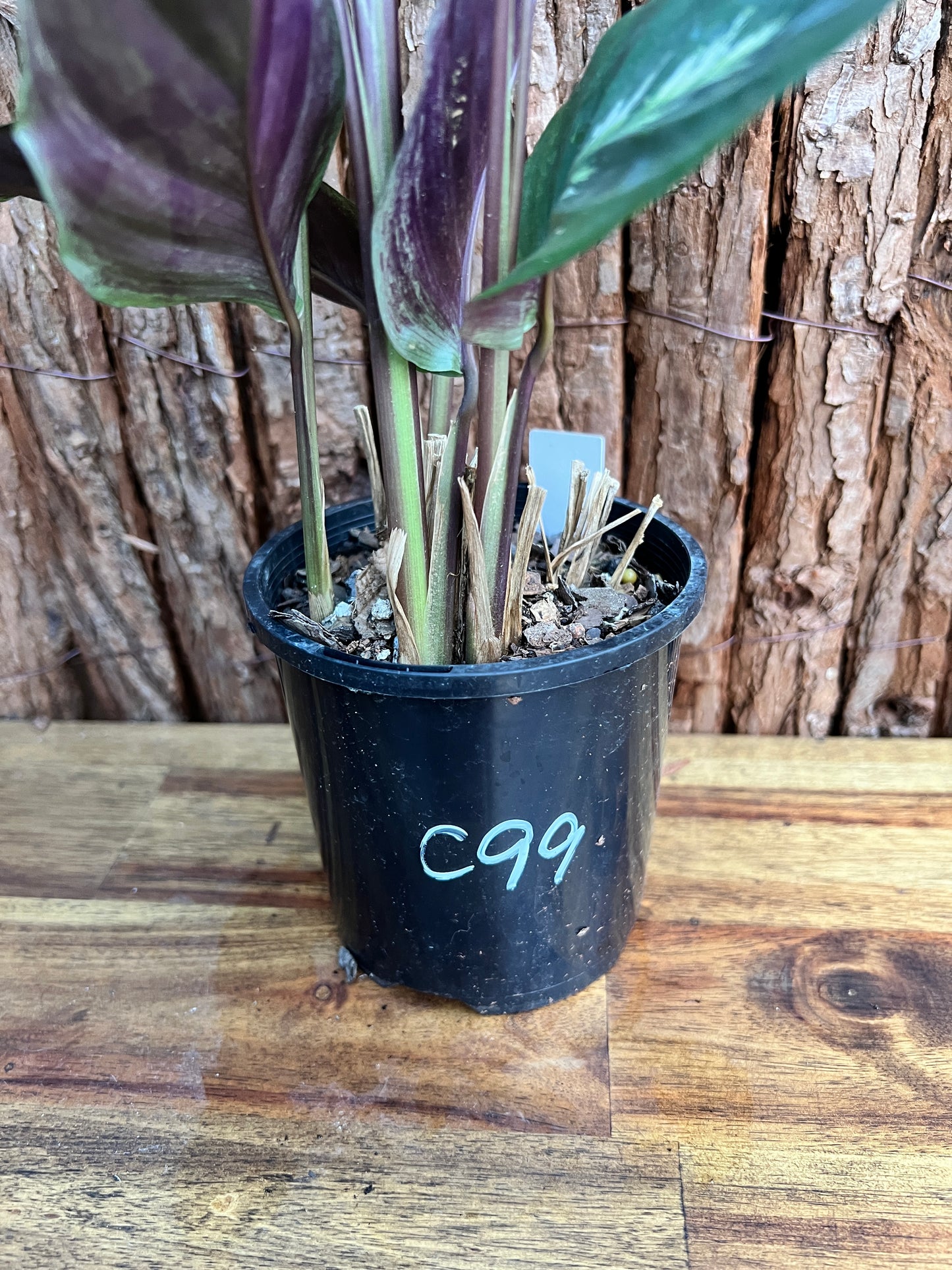 Calathea Maui Queen C99