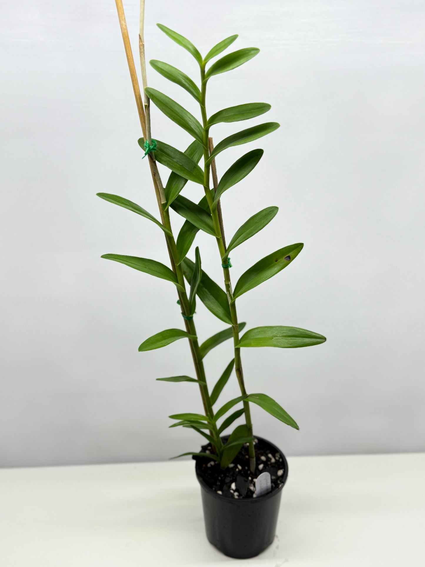 Epidendrum Wedding Valley Sakura Y42