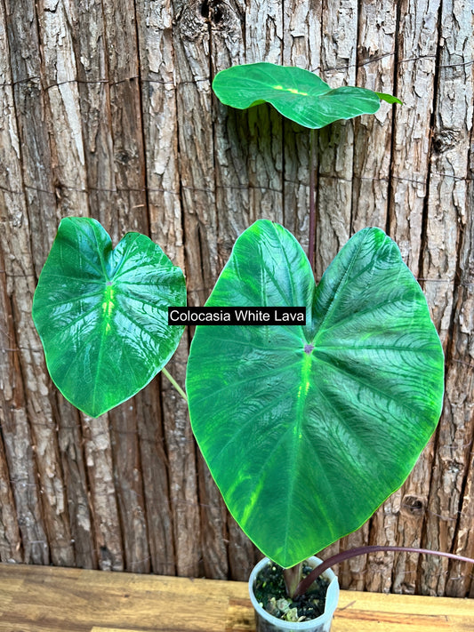 Colocasia White Lava - Large C101