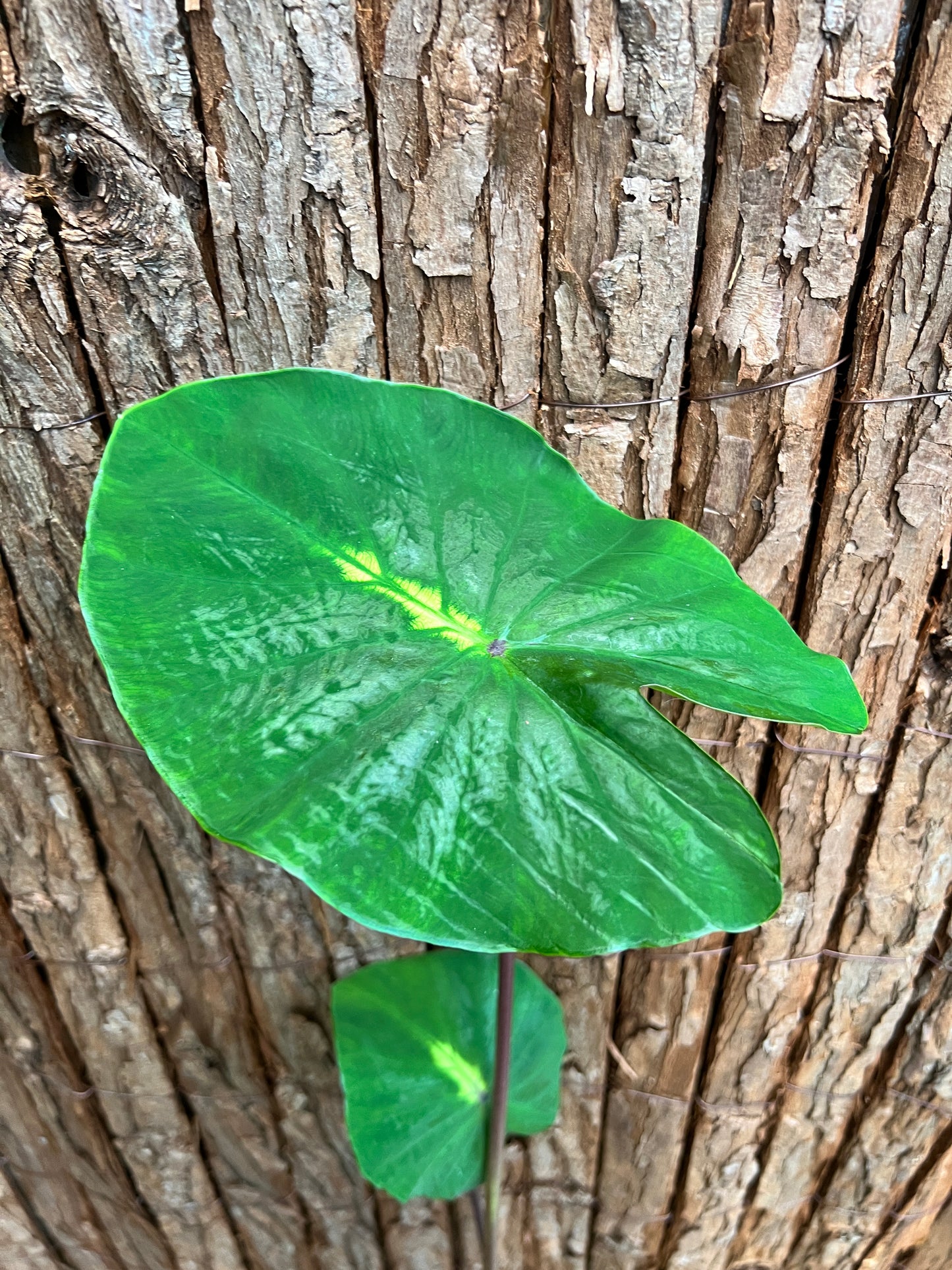 Colocasia White Lava - Large C101