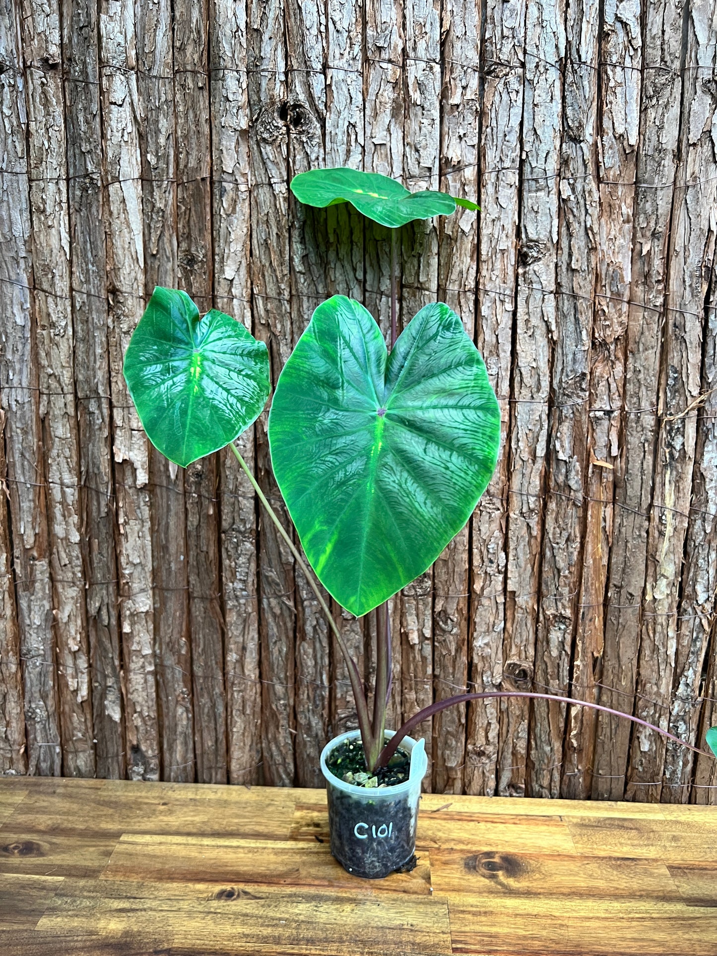 Colocasia White Lava - Large C101