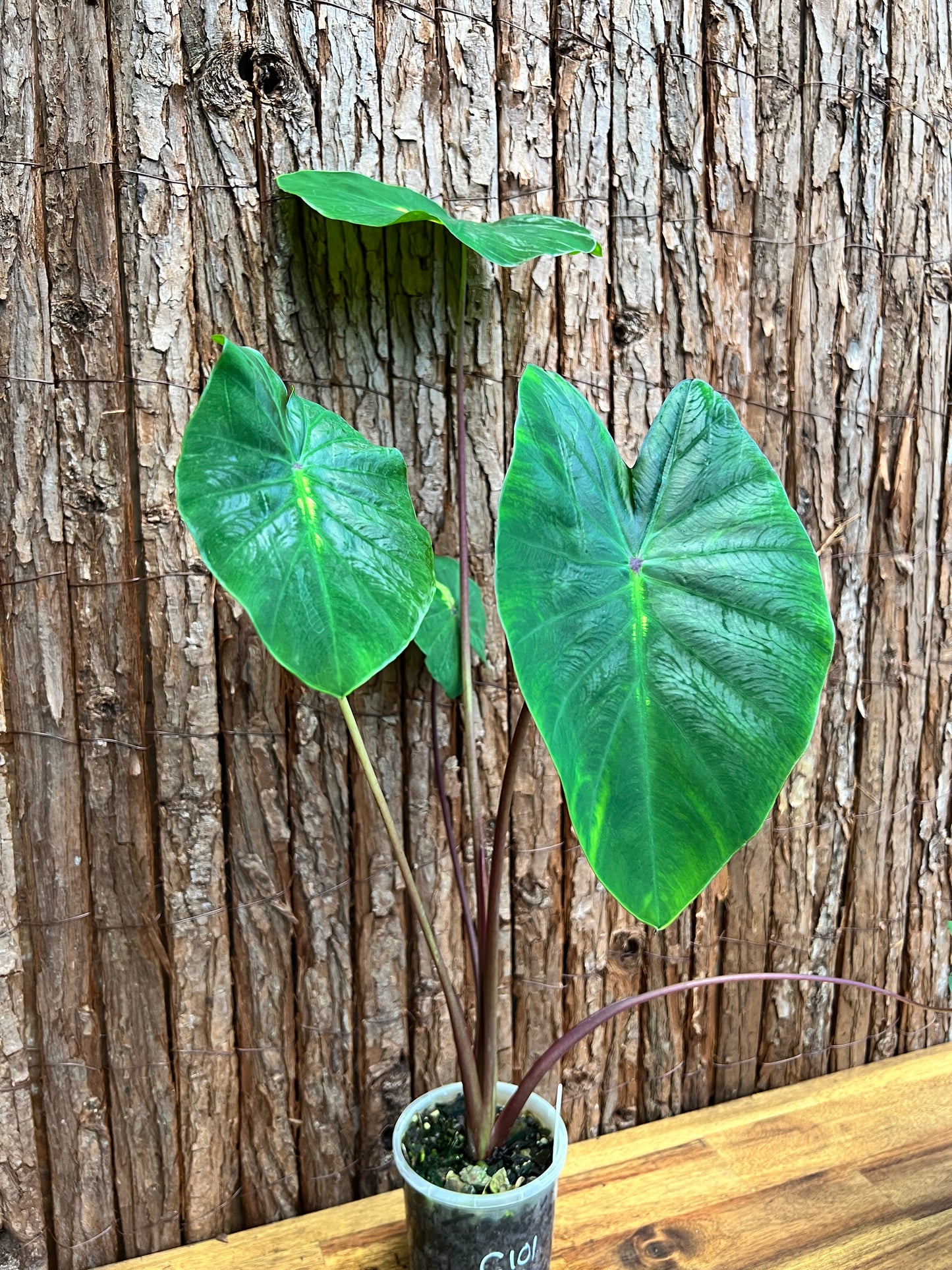 Colocasia White Lava - Large C101