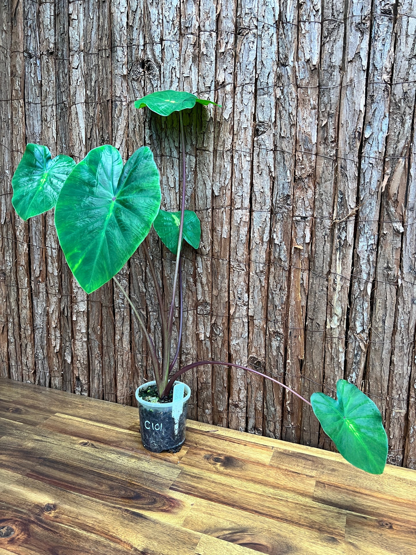 Colocasia White Lava - Large C101