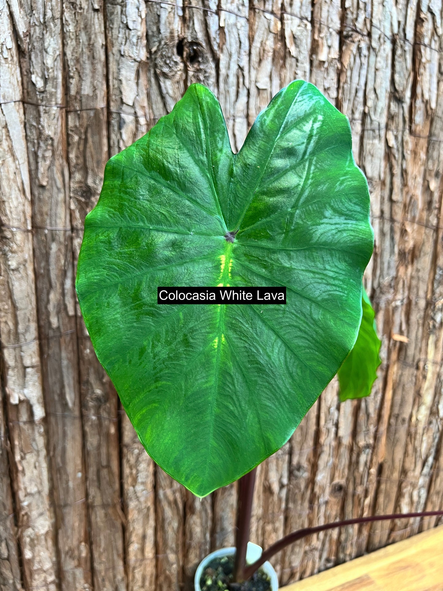 Colocasia White Lava - Large C102