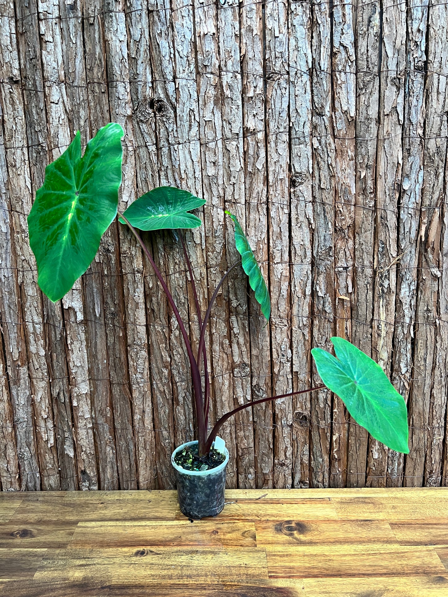 Colocasia White Lava - Large C102