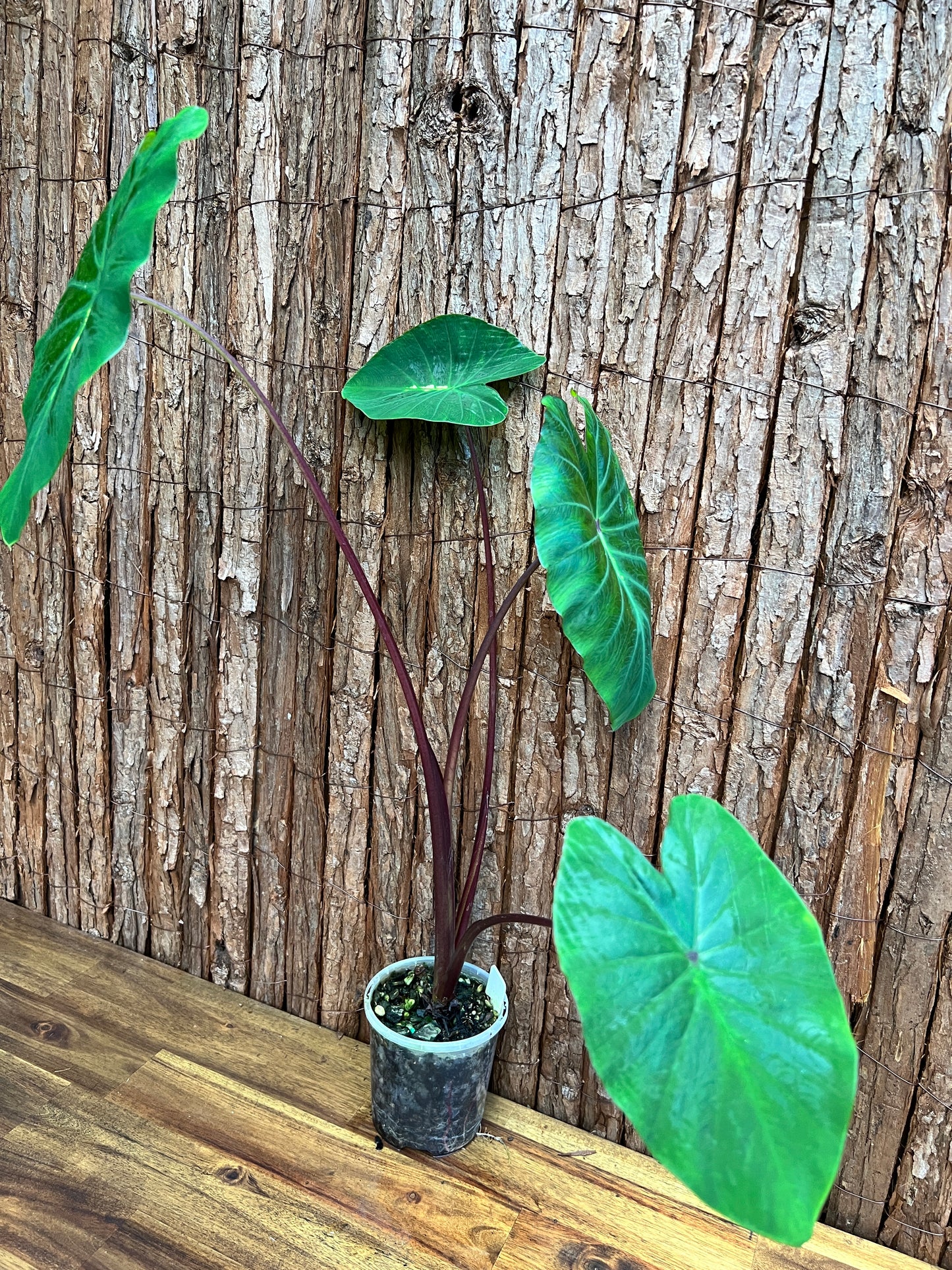 Colocasia White Lava - Large C102