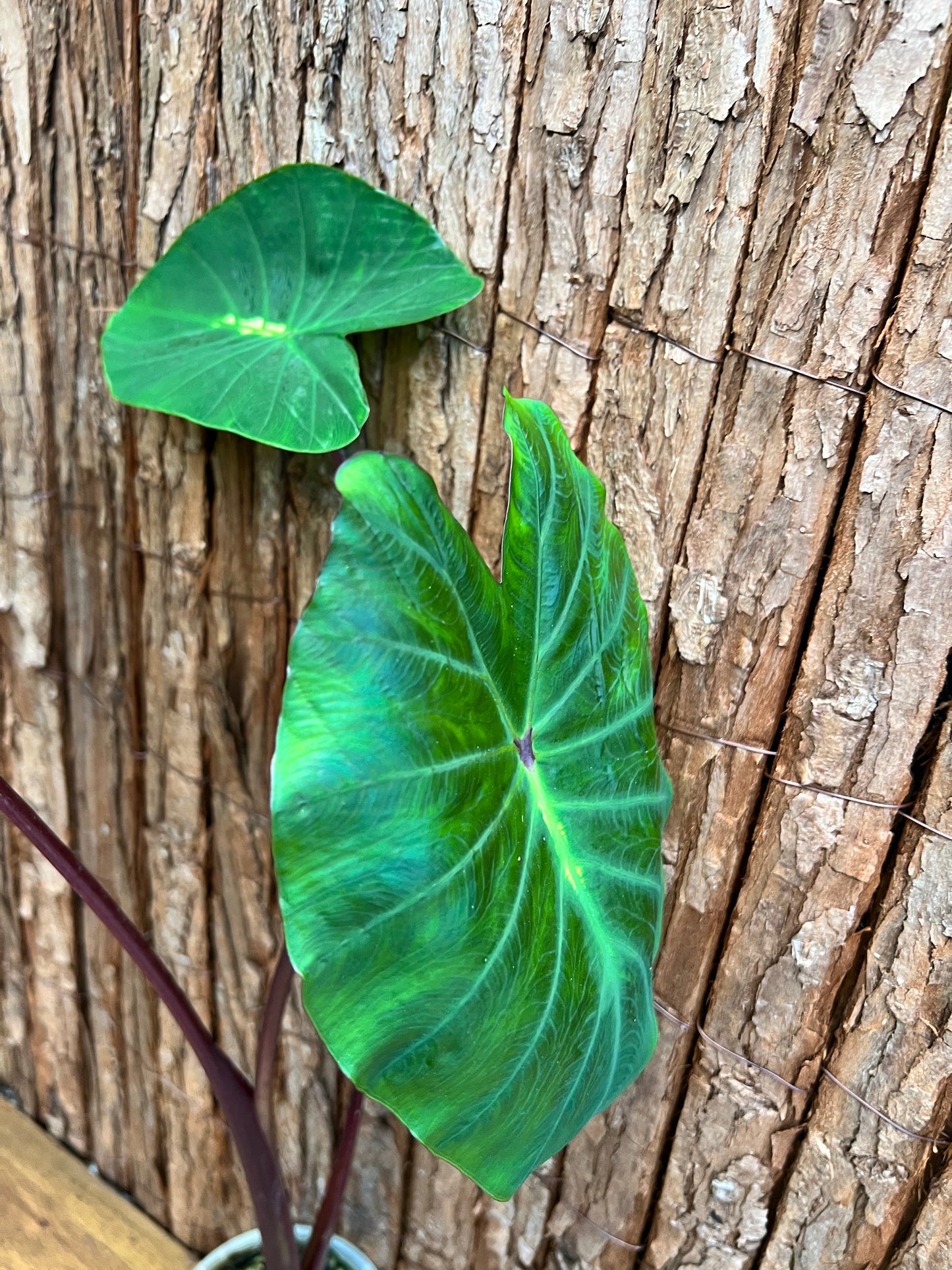 Colocasia White Lava - Large C102