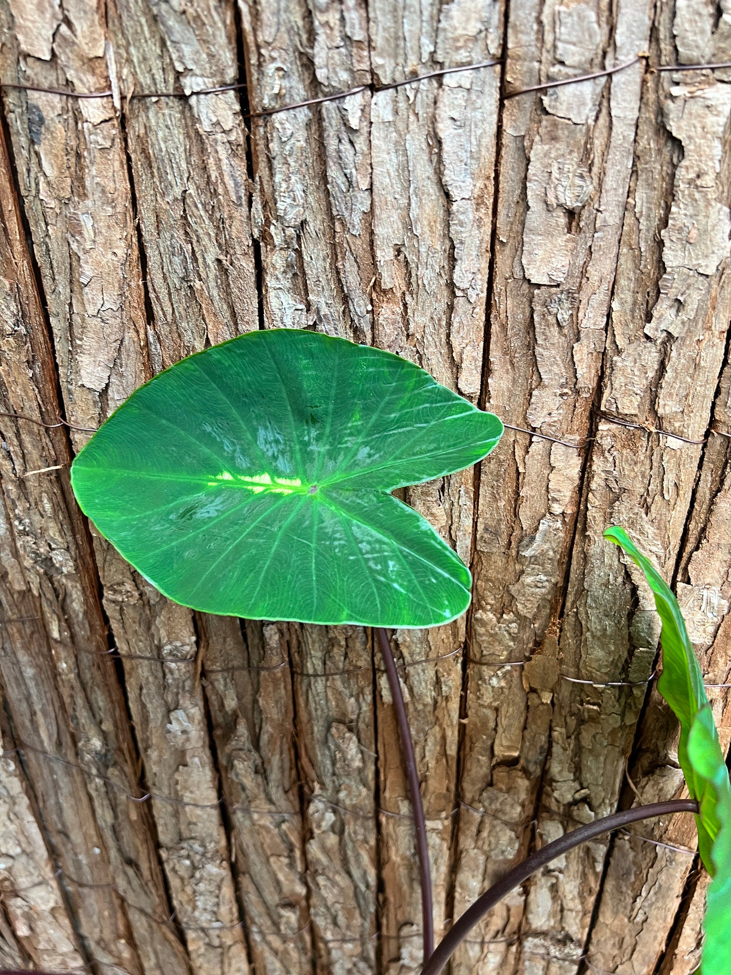 Colocasia White Lava - Large C102