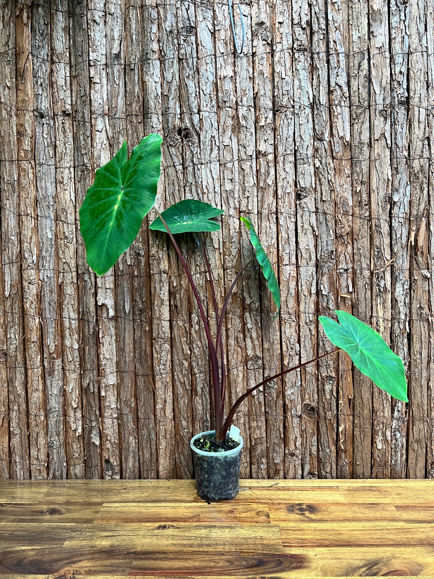 Colocasia White Lava - Large C102