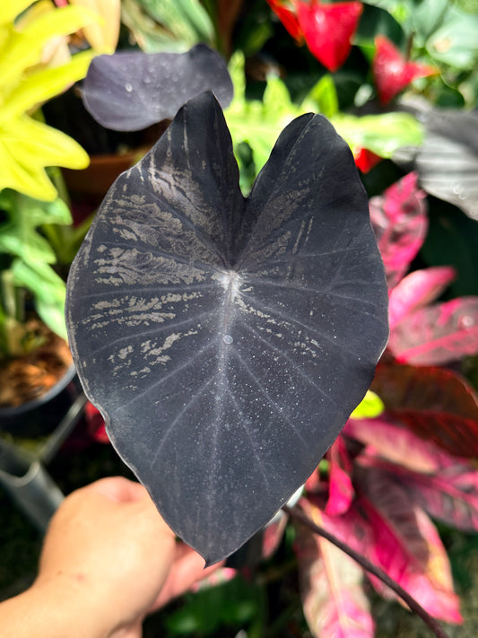 Colocasia 'Black Charlice' R21