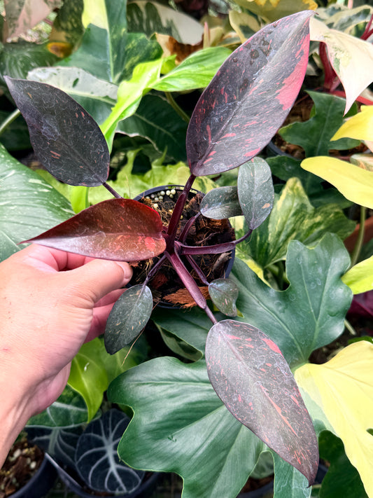 Philodendron 'Orange Princess' Q74