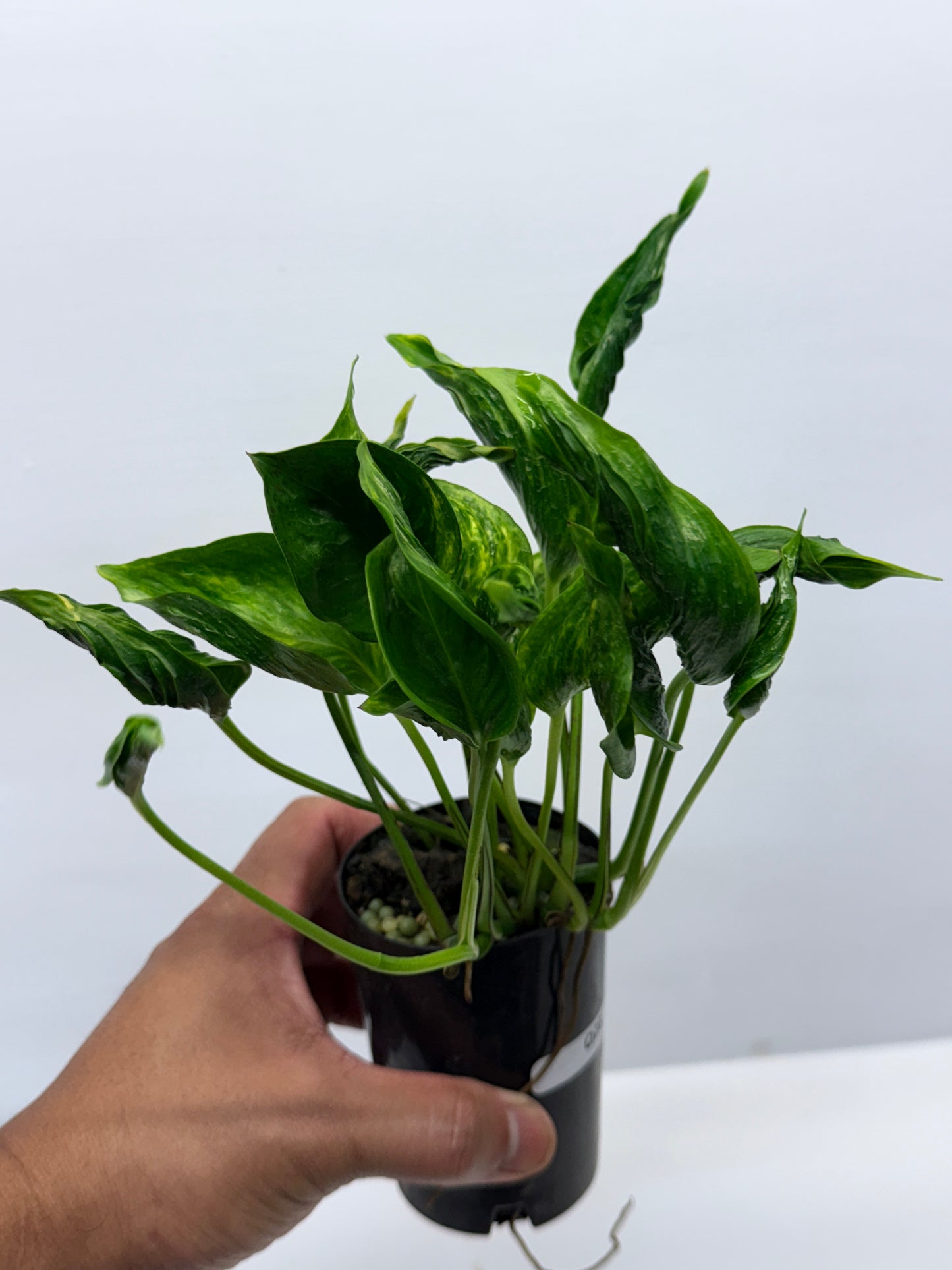 Epipremnum aureum Shangri-La Q28