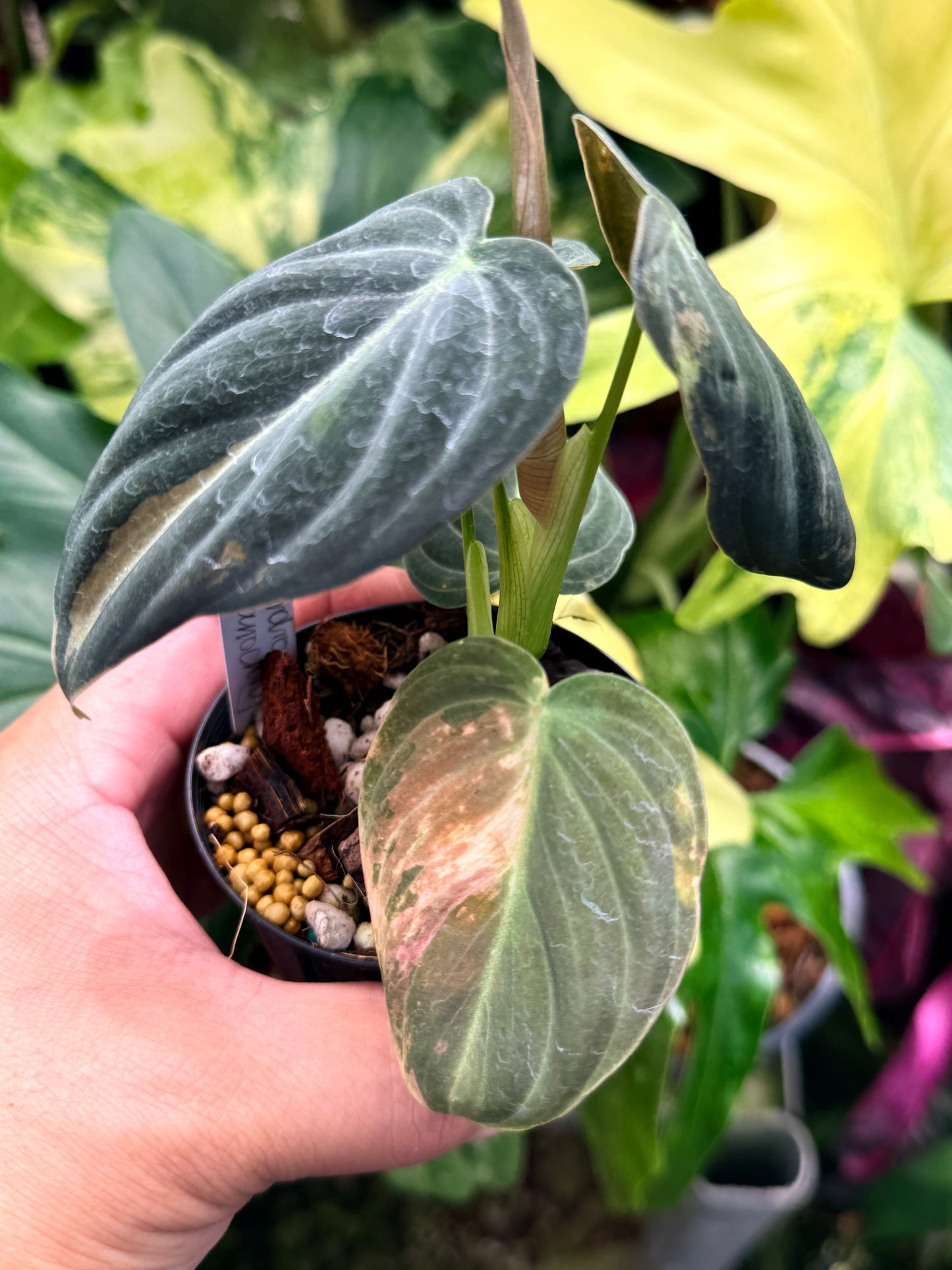 Philodendron melanochrysum 'Variegata Q83