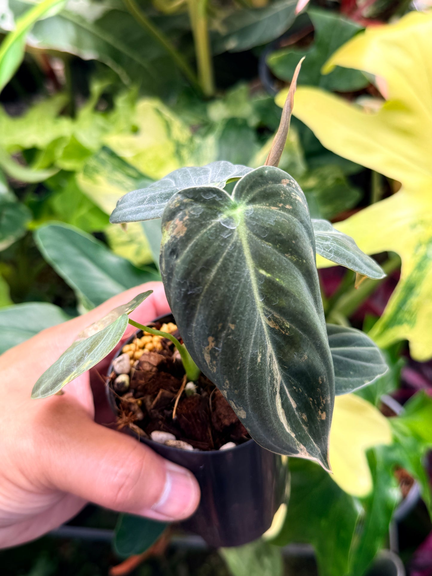 Philodendron melanochrysum 'Variegata Q83