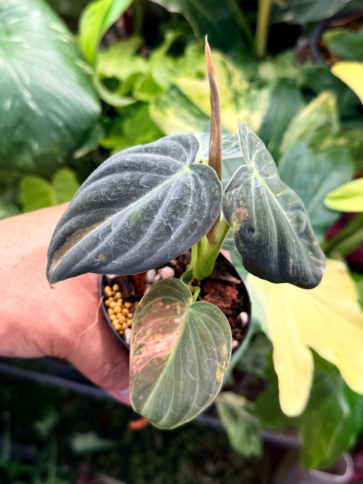 Philodendron melanochrysum 'Variegata Q83