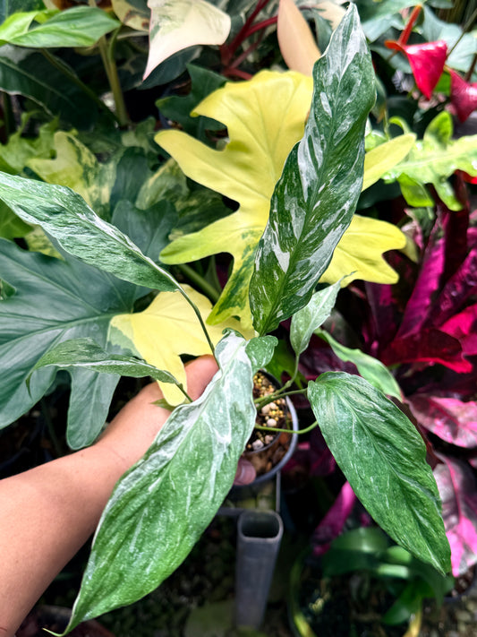 Spathiphyllum 'Variegated Peace Lily' - Narrow Form Q78