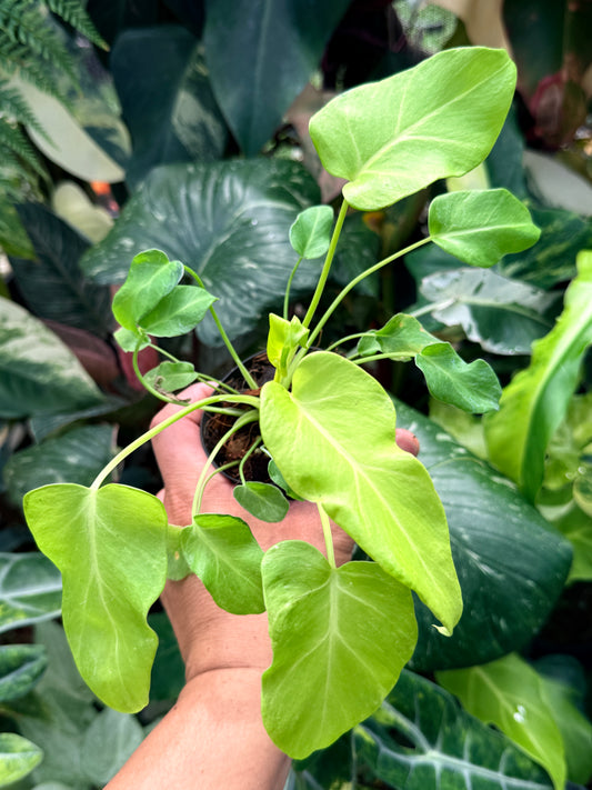 Philodendron 'Xanadu Vareigata' - Low Variegated J26