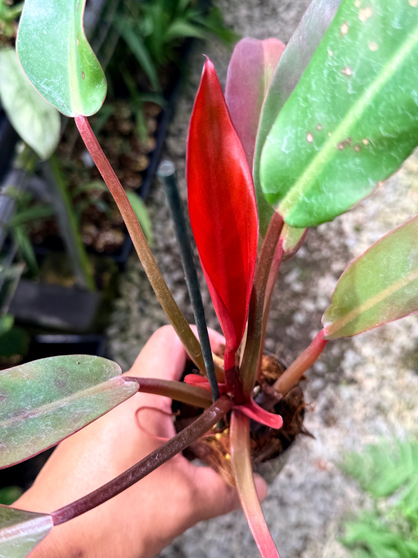 Philodendron 'Red Sun' R22