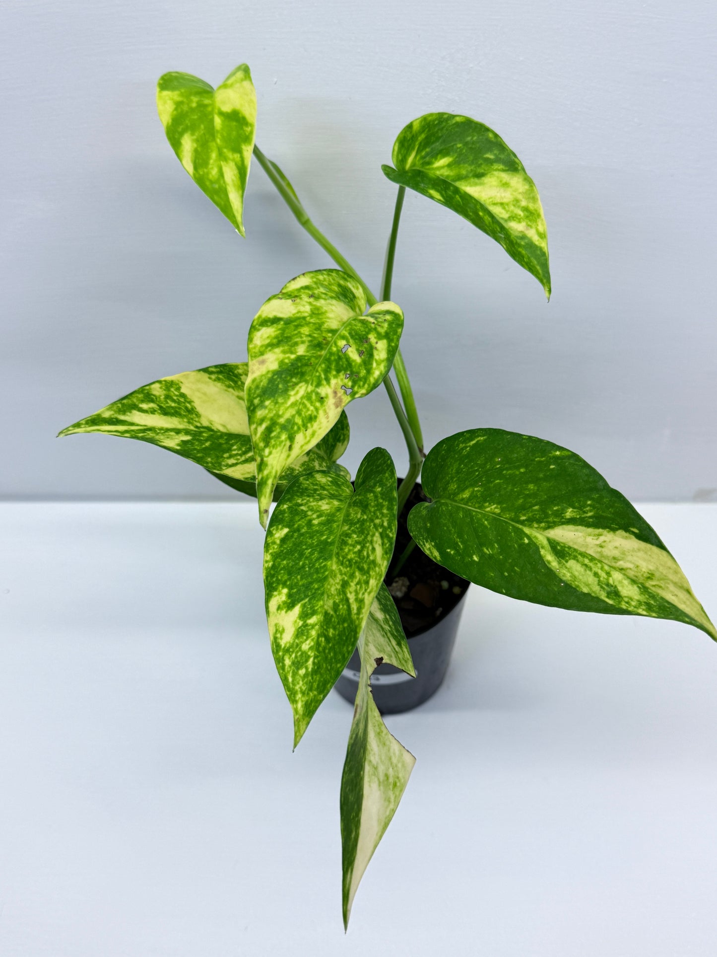 Epipremnum pinnatum Yellow Flame Q33