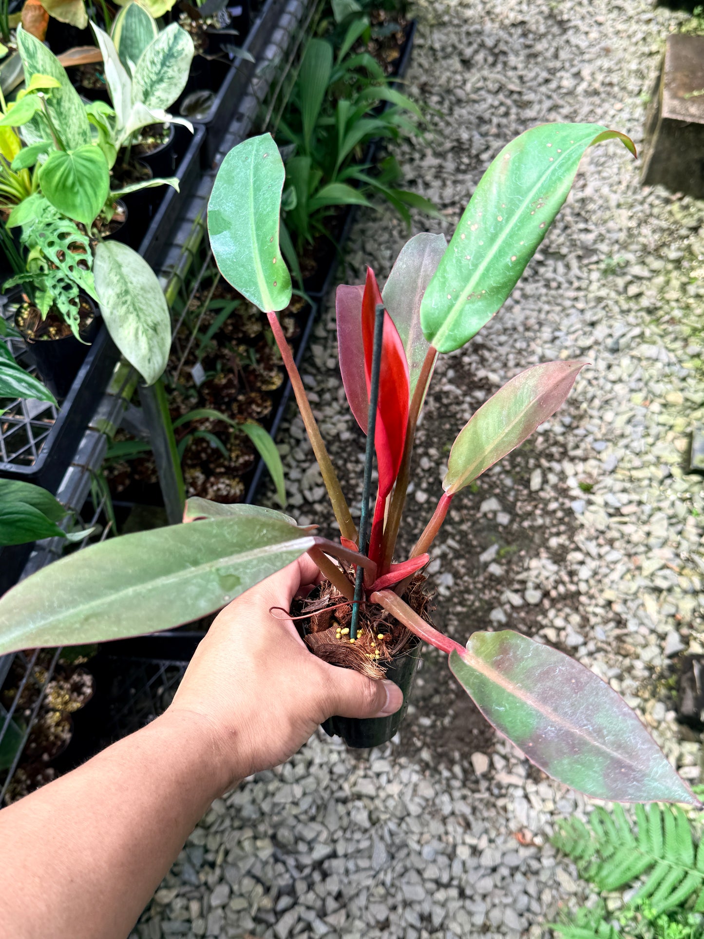 Philodendron 'Red Sun' R22