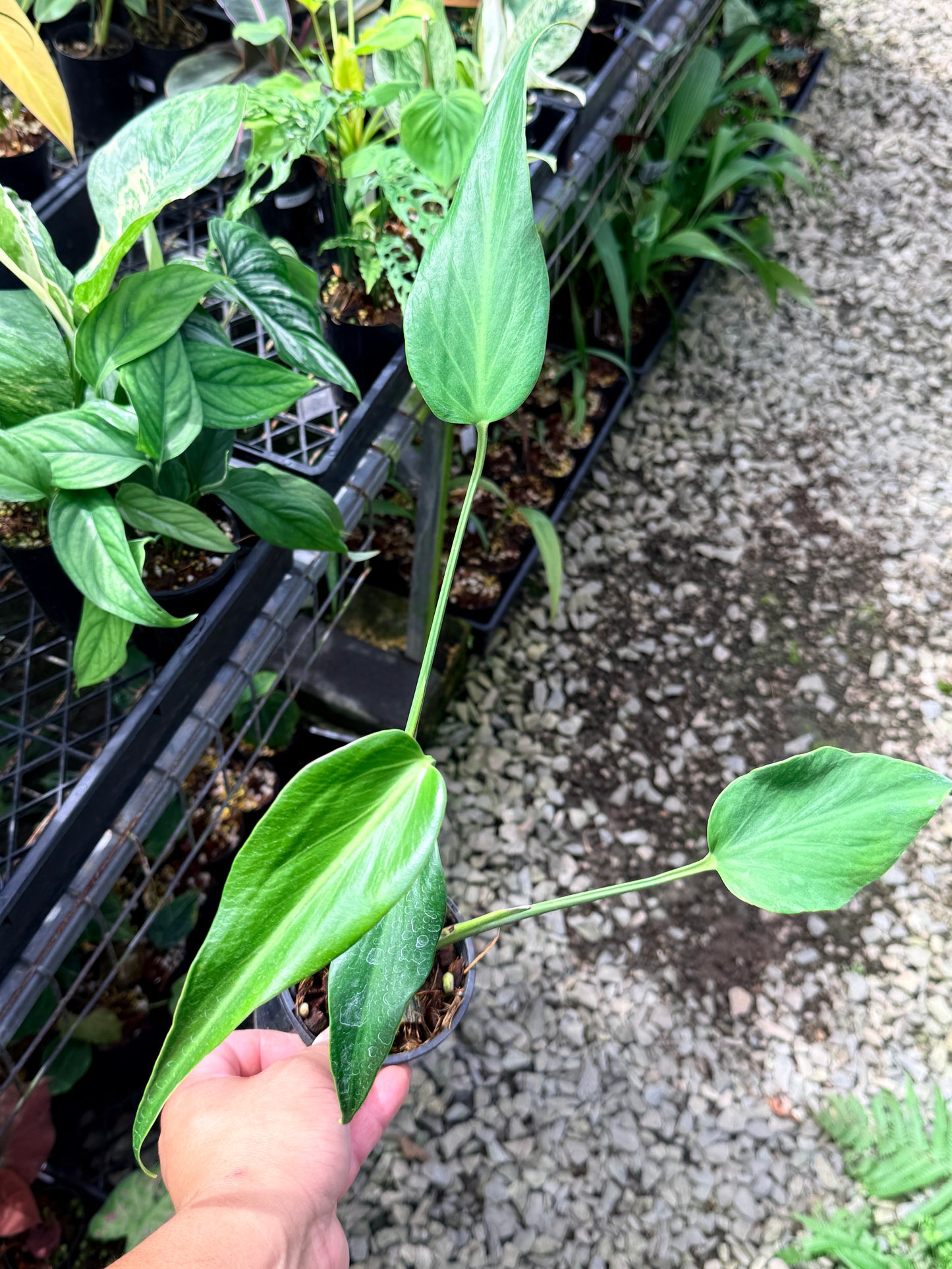 Philodendron 'Burle Marx Flame' Y74